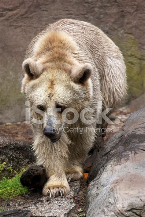 Brown Bear Stock Photos