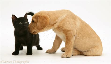 Pets Black Kitten And Yellow Labrador Retriever Pup Photo Wp22544