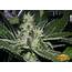 Black Mamba Seeds  Strain Review Grow Marijuanacom