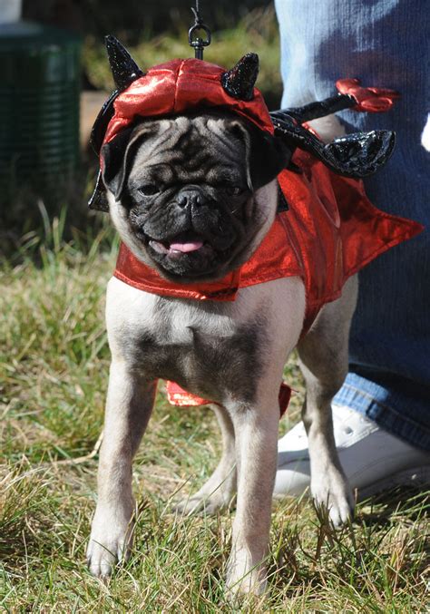 Devil Pug Chestertown Ny 9th Annual Halloween Pug Party Flickr