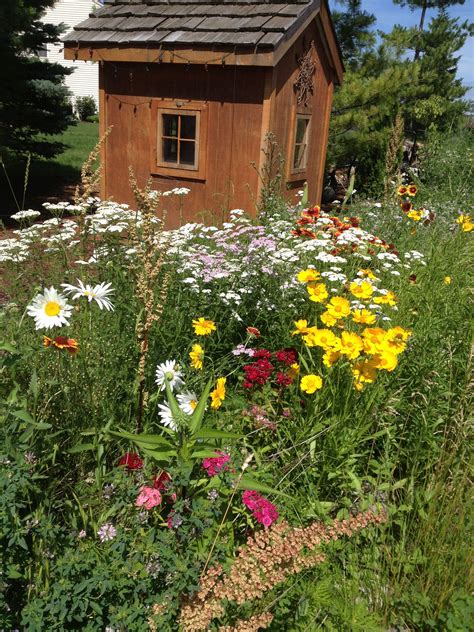 How To Plant Wildflowers In Backyard