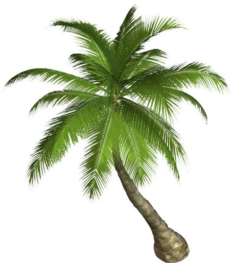Tropical Tree Png