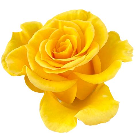 Rose Flower Png Hd Images Best Flower Site