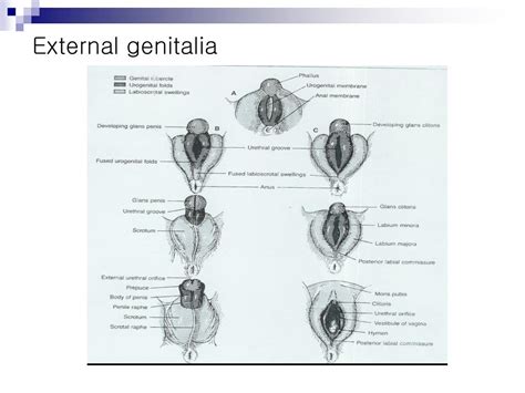 Embryology Of Female External Genitalia Vulva Diagram