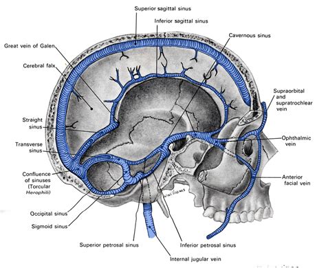Dural Venous Sinus Anatomy