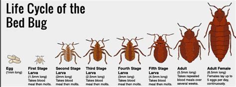 How To Prevent Bed Bugs Geektick
