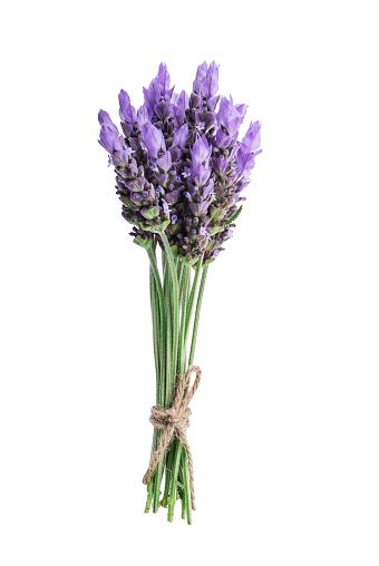 Bundle Of Lavender Stock Photo Download Image Now Istock