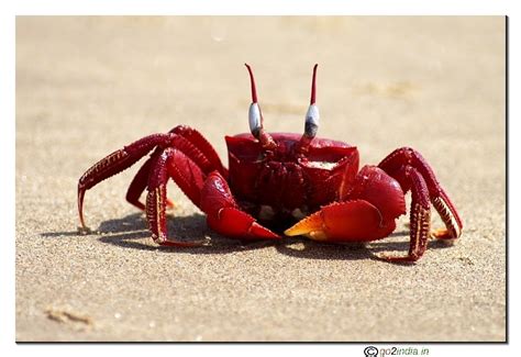 Difficult To Look At Crabs