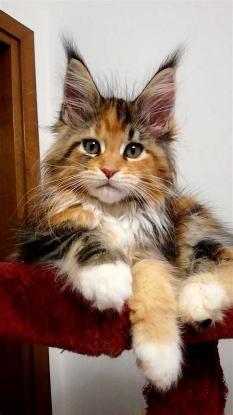 770 Best Maine Coon Cats And Kittens Images On Pinterest Maine Coon