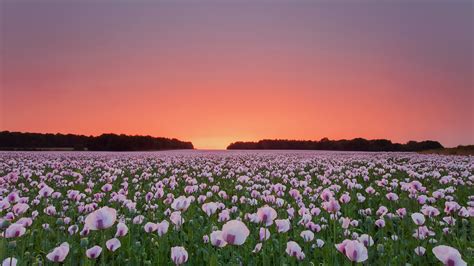 3840x2160 Poppy Flowers Field 4k Hd 4k Wallpapersimagesbackgrounds