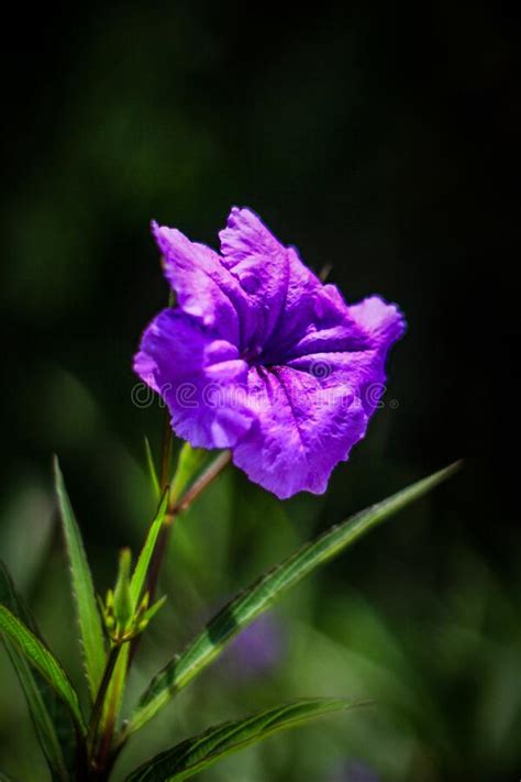 Beautiful Purple Flower In Garden Stock Image Image Of Organ