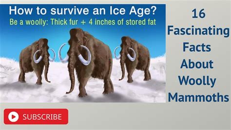 16 Fascinating Facts About Woolly Mammoths Youtube