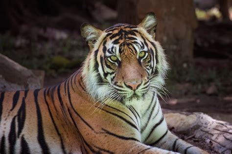 Premium Photo Portrait Of A Sumatran Tiger