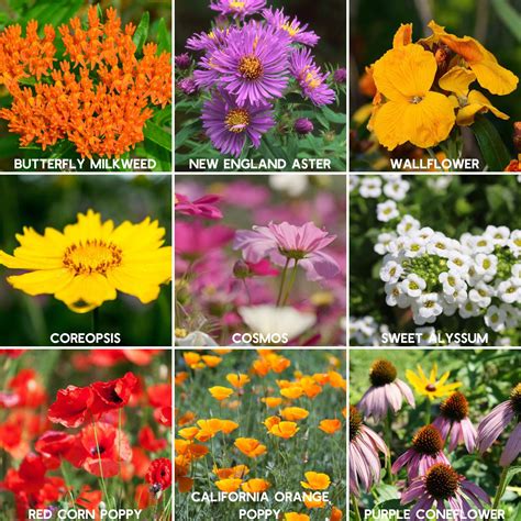 Bee Friendly Wildflower Mix Seeds Bulk Available Honey Bee Flowers