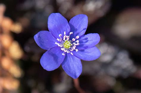 Hepatica Plant Care And Growing Guide