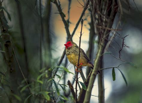 10 Nature Photography Tips For Beginners How To Improve Your Skills