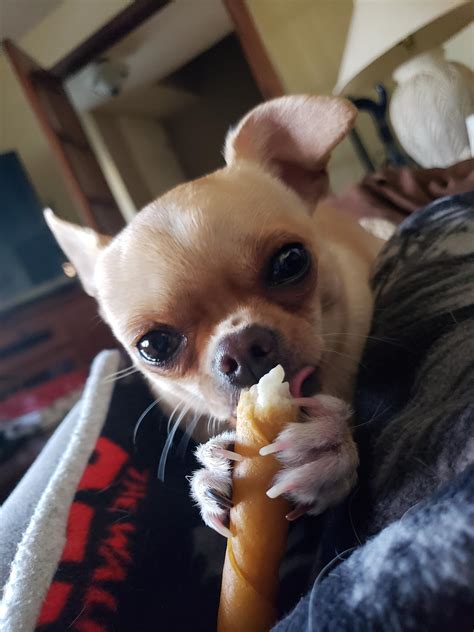 21 best u/annualgoat images on Pholder | Chihuahua, Insaneparents and