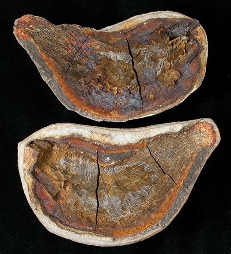 45 Boreosomus Fossil Fish From Madagascar Triassic 16744 For