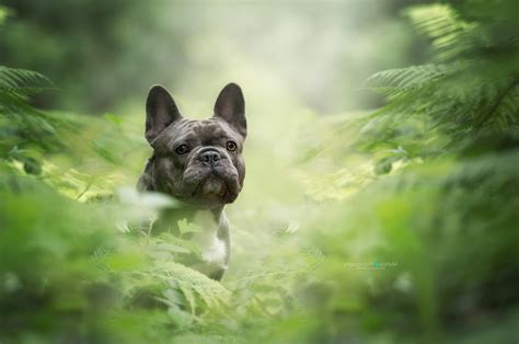 viewer photography nature dog plants pet animals black bulldog french bulldog