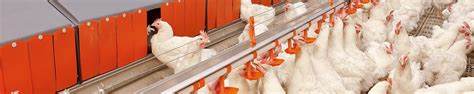 Broiler Breeder Management Modern Equipment And Poultry Feeding