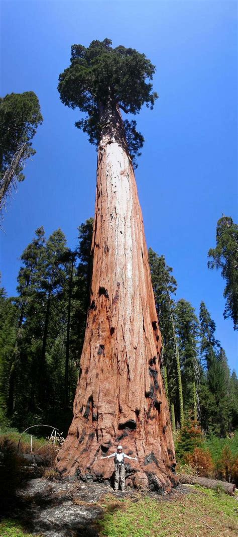 Giant Sequoia Photos Diagrams And Topos Summitpost