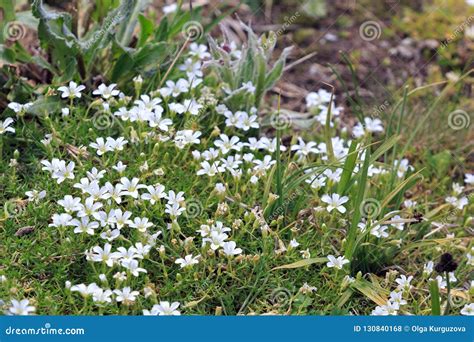 Flora On The Slope Of Mount Elbrus In The North Caucasus Stock Photo