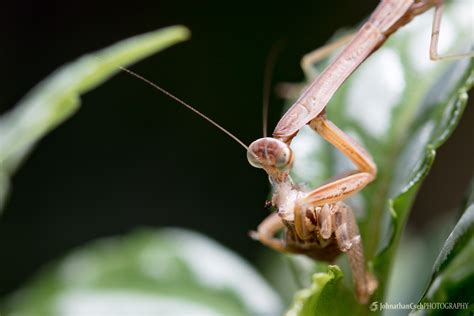 Like many other crickets, camel crickets inhabit long grasses and areas of loose soil or sand in which to lay their eggs in. Praying Mantis Babies - Johnathan Cseh Photography