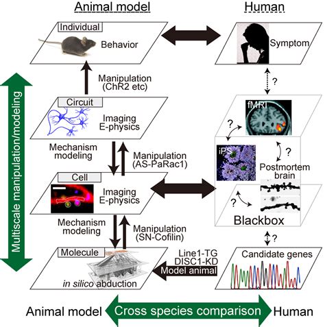 Constructive Understanding Of Multi Scale Dynamism Of Neuropsychiatric Disorders