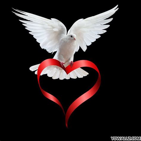 White Dove Flying Peace And Love White Doves Love Heart