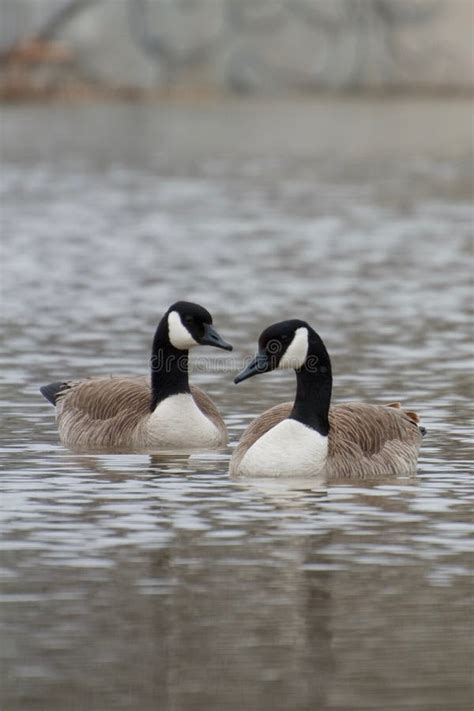 Two Canada Geese Swimming In The Creek Stock Image Image Of Creek