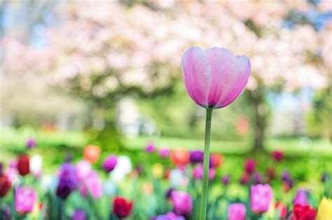 Pink Tulip Flower In Bloom During Daytime Hd Wallpaper Wallpaper Flare