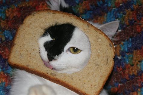 Lucindaville Cat Breading