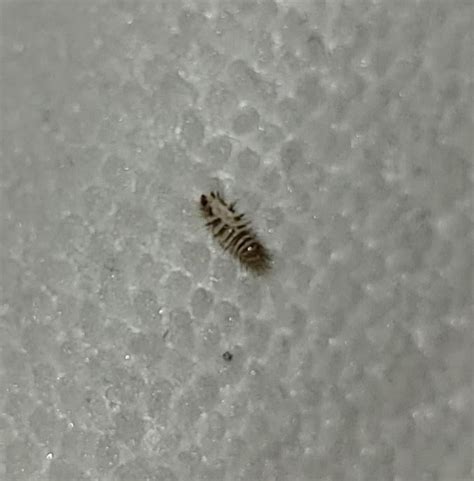 Keep Finding Little Black Beetles In Bed Rbedbugs