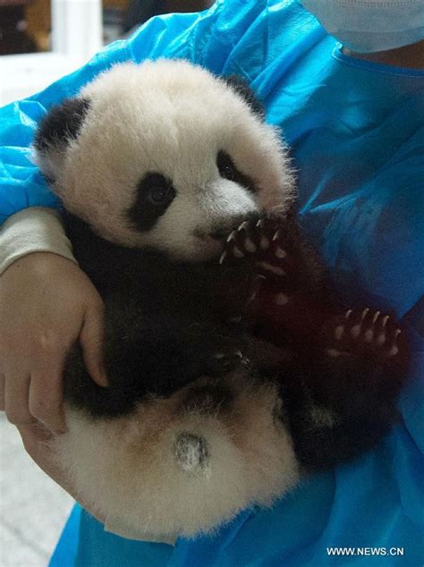 Cute Giant Panda Cubs Cn
