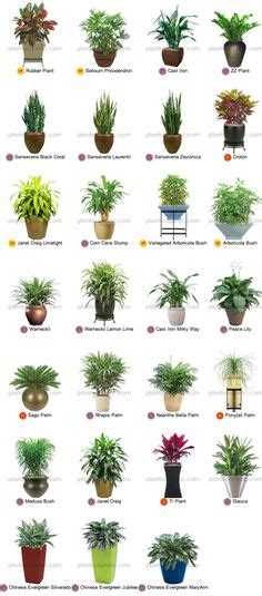 38 Best Indoor Tropical Plants Images Indoor Plants