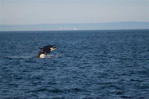 Five Star Whale Watching Stunning Evening Transient Orca Encounter