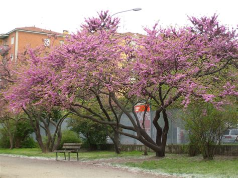 Paesaggio originale alberi di fiori viola è dipinto in olio su un hardboard. Albero Dai Fiori Rosa