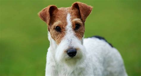 fox terrier dog breed characteristics facts  names pet loves