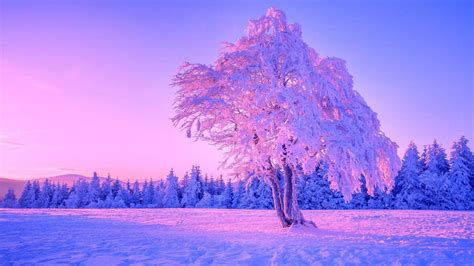 Purple Winter Forest Wallpaper Photos Cantik