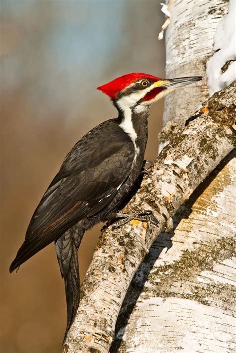 Male Pileated Woodpecker | Pileated woodpecker, Anime pet, Pet birds