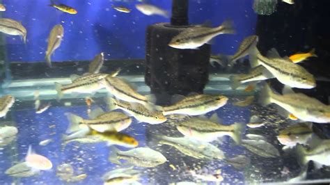 Feeding Largemouth Bass Micropterus Salmoides Youtube