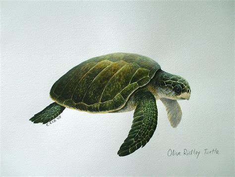 Stock Art Drawing Of An Olive Ridley Sea Turtle Ubicaciondepersonas