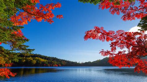 Free Photo Autumn Lake Scenic Pink Pond Free Download Jooinn