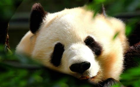Pandas Wallpapers Hd Download
