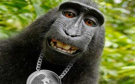 Free Download 1440x900 Funny Animals Lunar Monkey Monkey Hip Hop