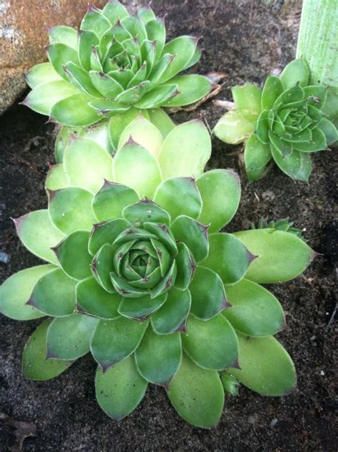 Hens And Chicks Hens And Chicks Plants Succulents