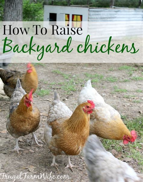 raise chicken in backyard the backyard gallery