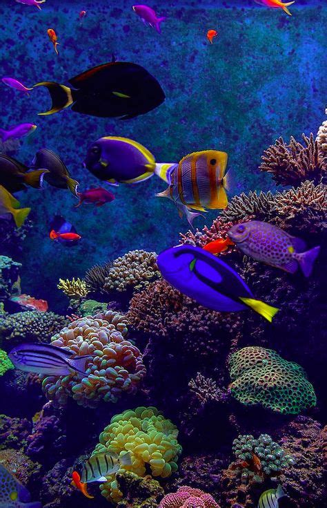 Vollversion Coral Reef Aquarium 3d Screensaver Pinterest