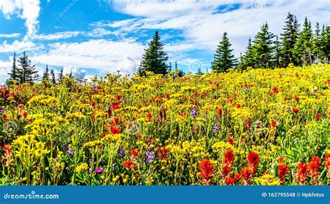 Alpine Flowers On Top Of Tod Mountain Near The Village Of Sun Peaks In