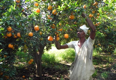 Fresh Nagpur Orange At Best Price In Nagpur Pms Agrotech